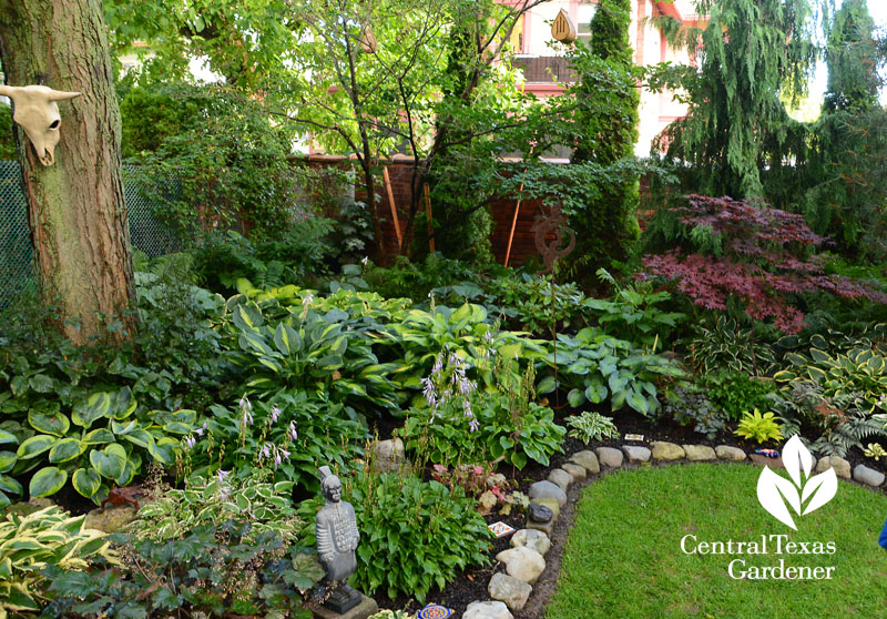 hosta serene shade garden Buffalo Central Texas Gardener