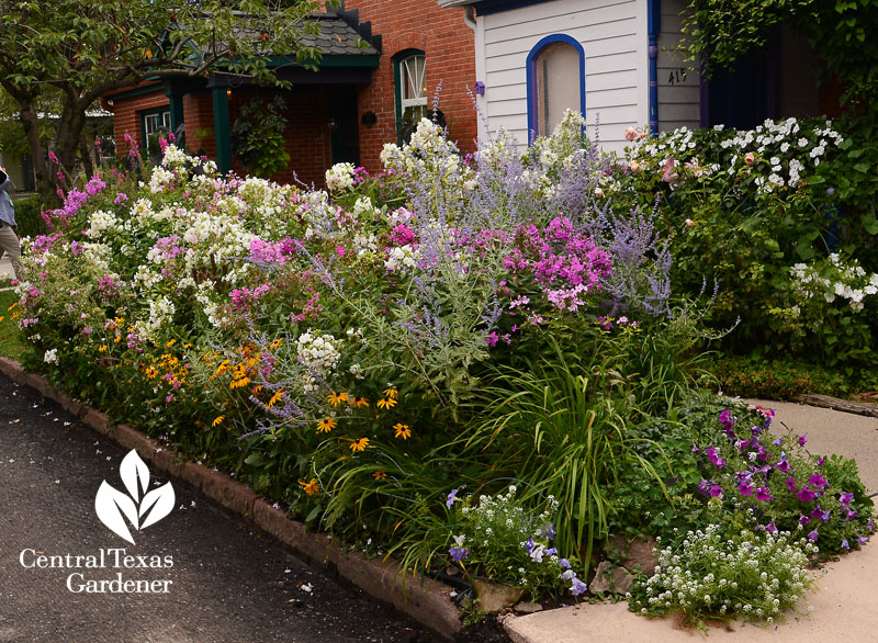 curb, street, Buffao, phlox