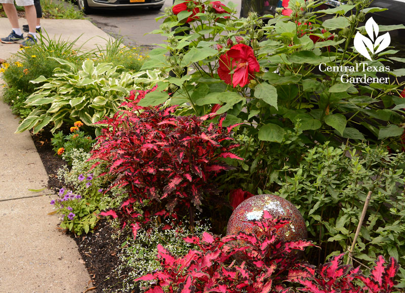 coleus, garden art