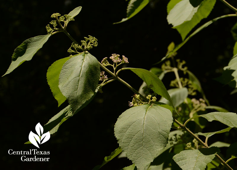 American beautyberry flowers Central Texas Gardener