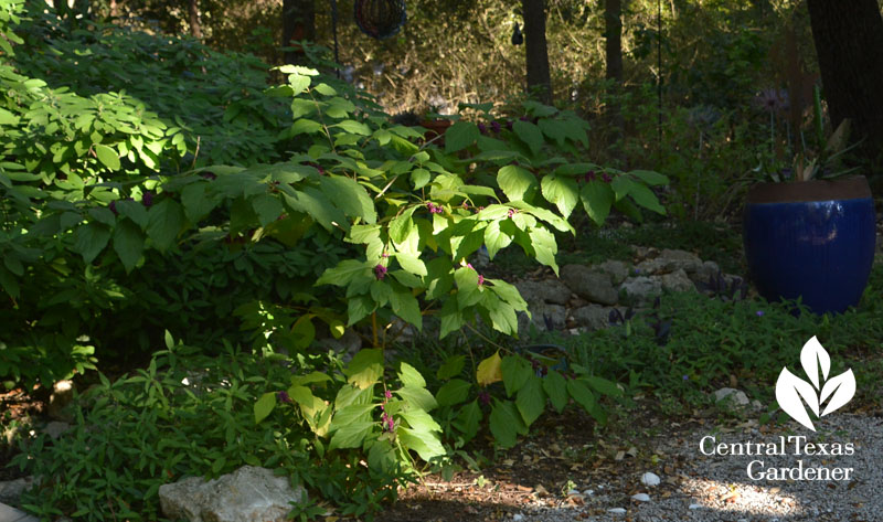 American beautyberry native understory shrub Central Texas Gardener