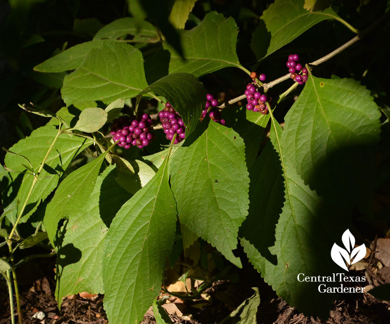 American beautyberry purple berries native Texas plant Central Texas Gardener