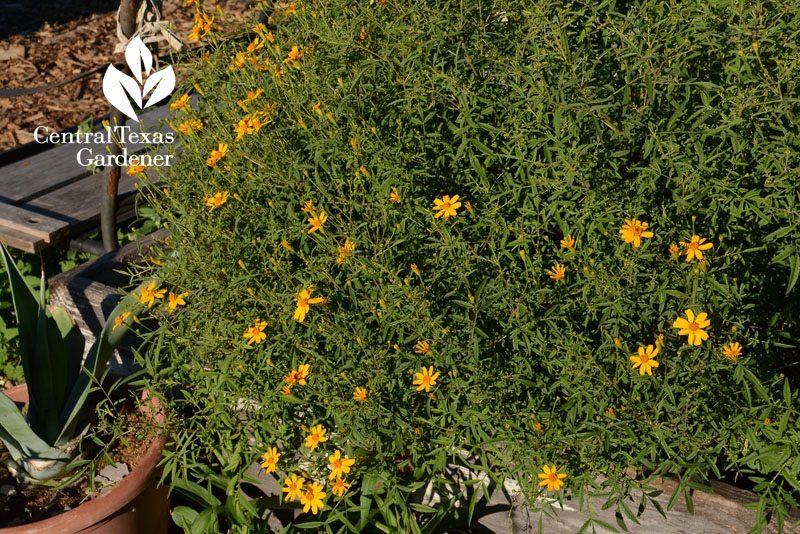 Copper Canyon daisy community garden bed Central Texas Gardener