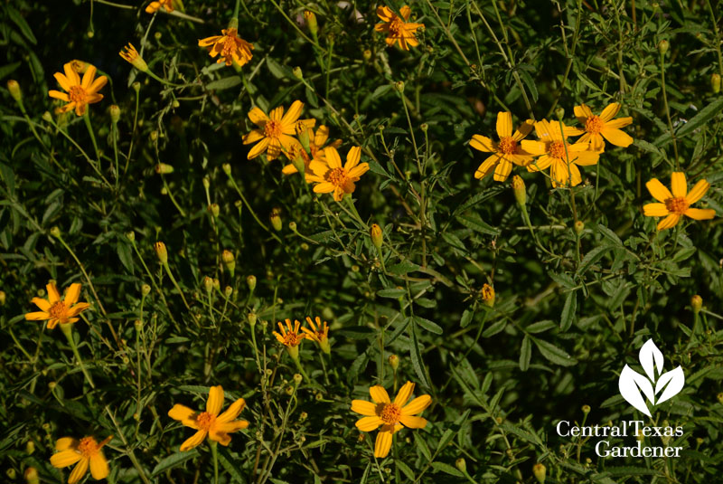 Copper canyon daisy native perennial Central Texas Gardener