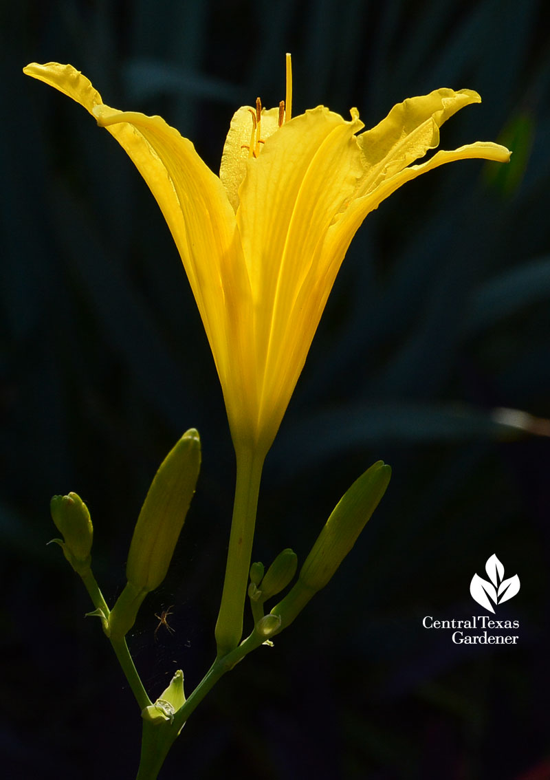 Fall blooming daylily Central Texas Gardener