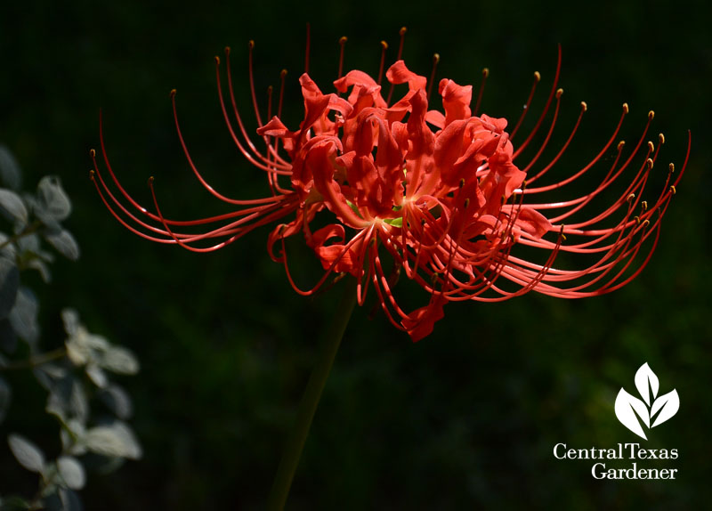 Lycoris radiata Central Texas Gardener