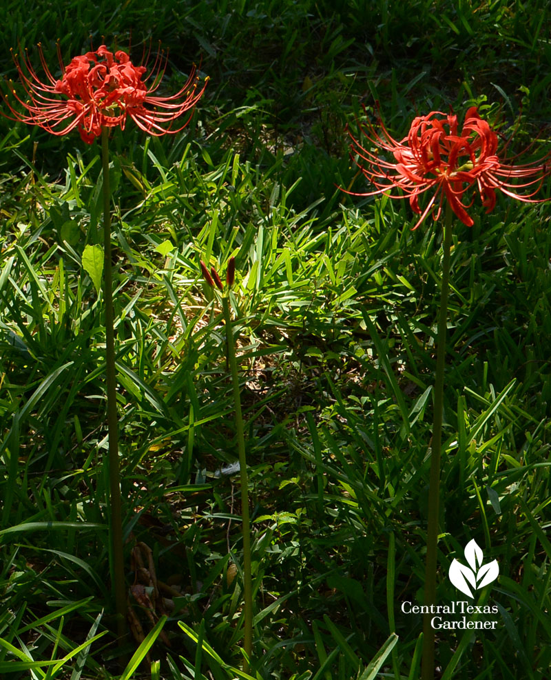 Lycoris radiata in lawn Central Texas Gardener