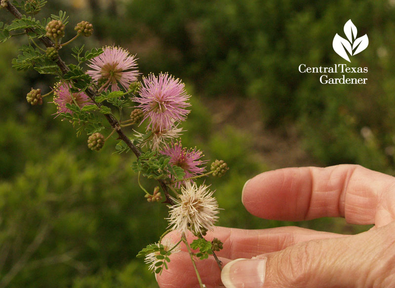 native Texas fragrant mimosa 