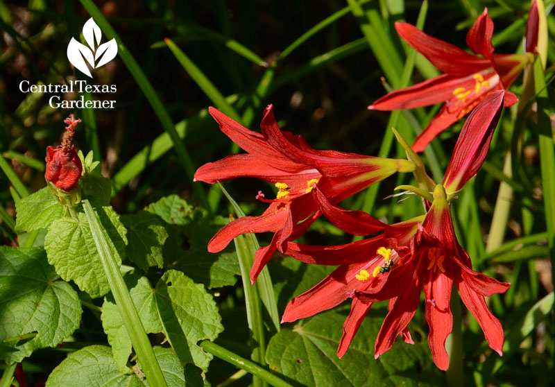 Oxblood lily and Turk's cap nectar and pollen Central Texas Gardener