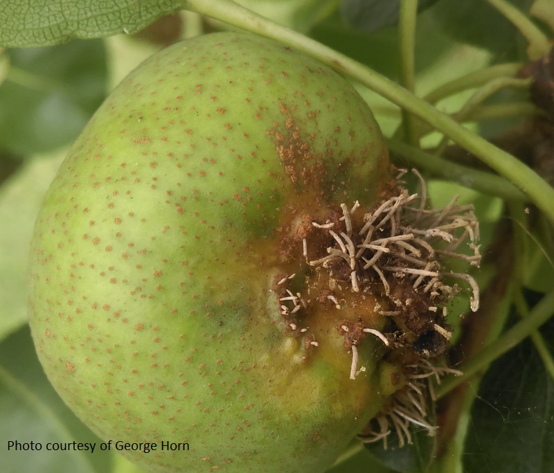 Quince rust on Kieffer pear Central Texas Gardener