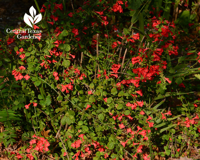 Salvia microphylla Central Texas Gardener