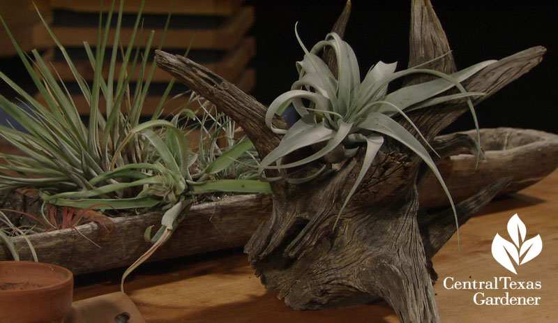 Tillandsia anchored in driftwood Central Texas Gardener