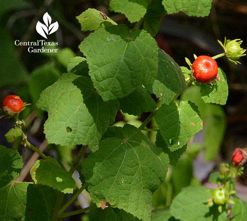 native plants, shade plants 