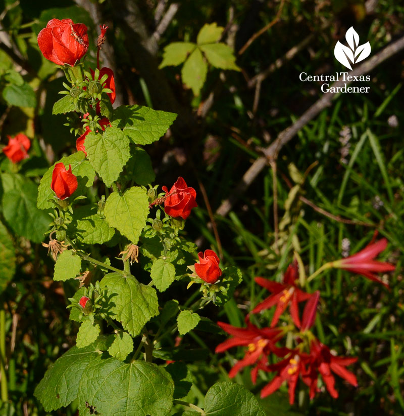 Turk's cap nectar Oxblood lily pollen Central Texas Gardener