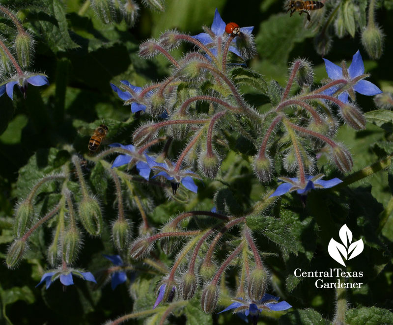 bee and ladybug on borage flowers Central Texas Gardener