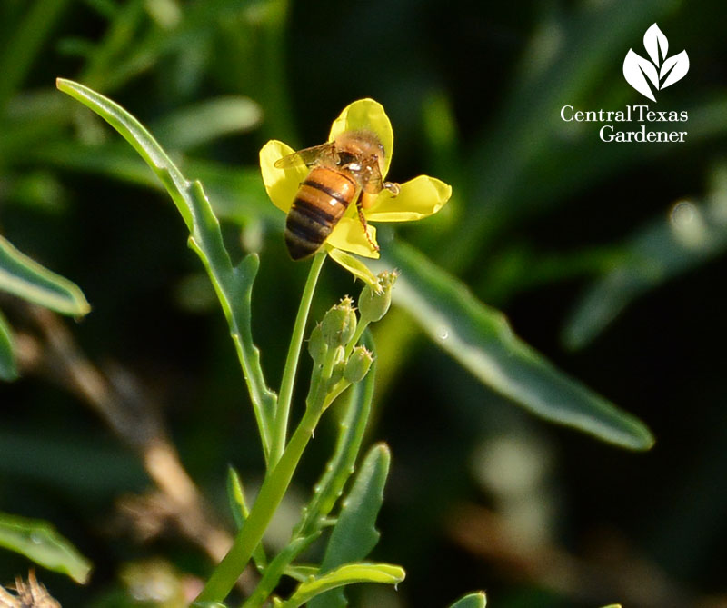 bee on arugula Mueller Community Garden Central Texas Gardener