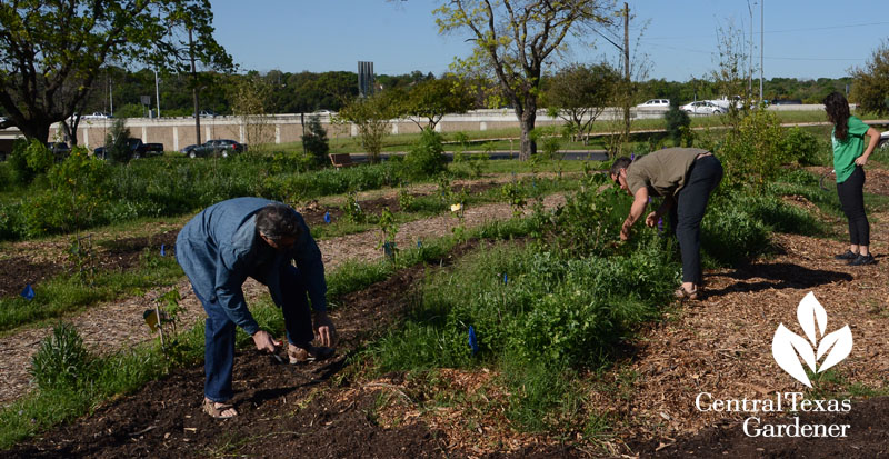 bermuda grass dig Festival Beach Food Forest Central Texas Gardener