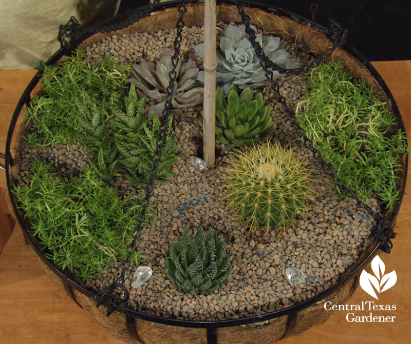 cold hardy succulent hanging basket Central Texas Gardener