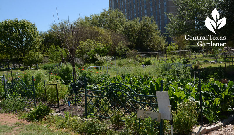 communal garden Festival Beach Central Texas Gardener