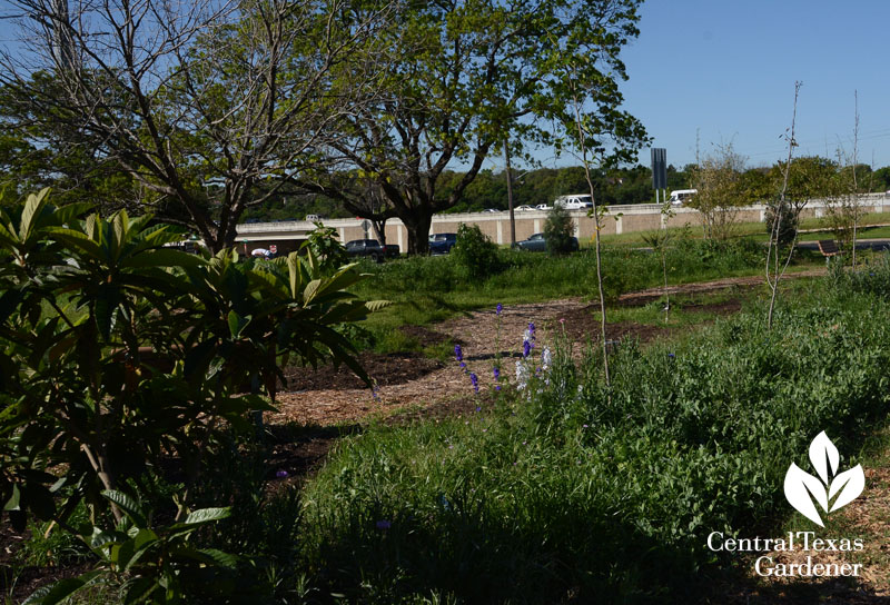 cover crops fruit trees Festival Beach Food Forest Central Texas Gardener