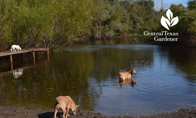 dogs in pond Central Texas Gardener