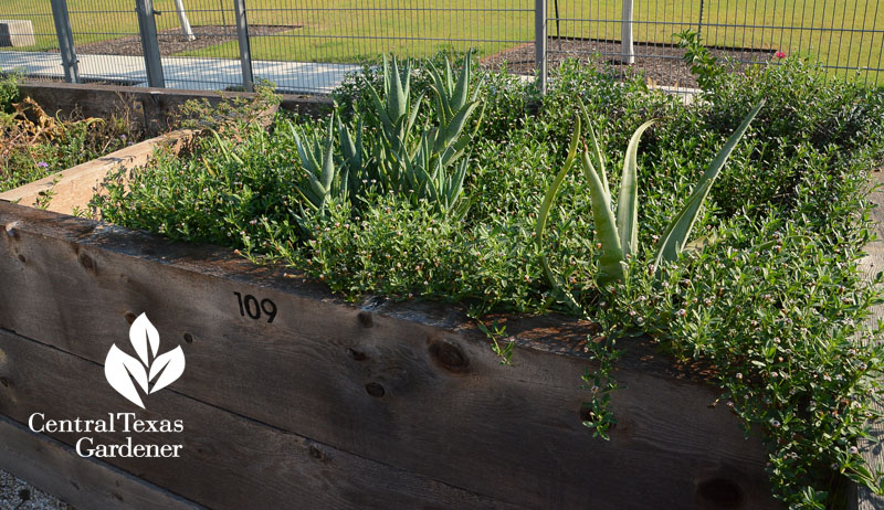 frogfruit and aloe Mueller Community Garden Central Texas Gardener