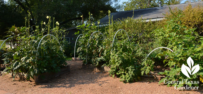 front yard vegetable beds Austin Central Texas Gardener