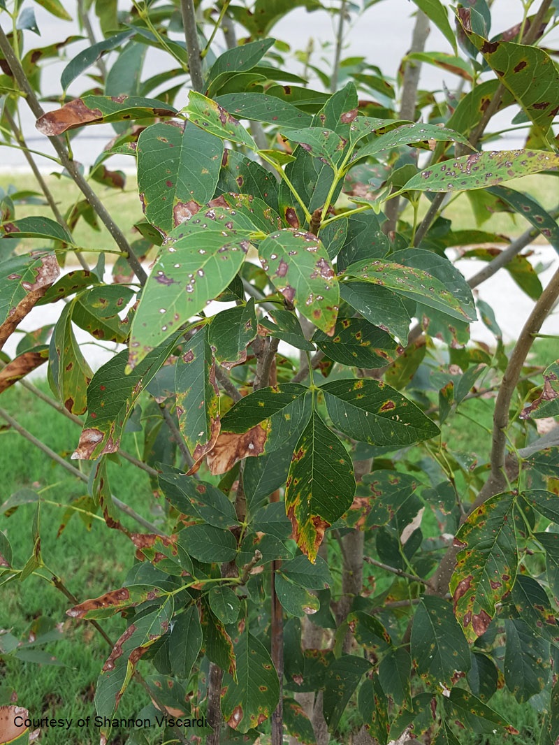 fungal leaf spot on Texas ash tree Central Texas Gardener