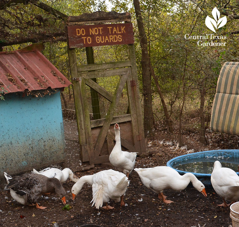 geese in pen funny guard door Central Texas Gardener