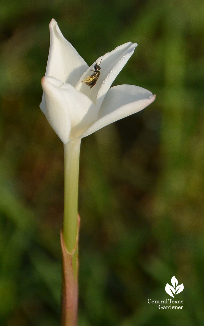 insect on rain lily Mueller Food Forest Central Texas Gardener