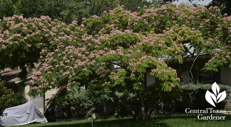 invasive Chinese mimosa tree Central Texas Gardener