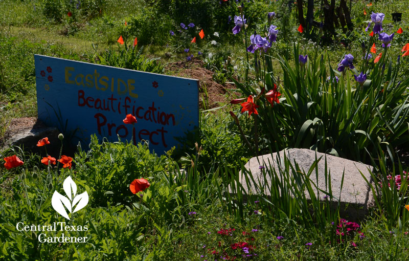 iris and poppies Festival Beach Community Garden Central Texas Gardener