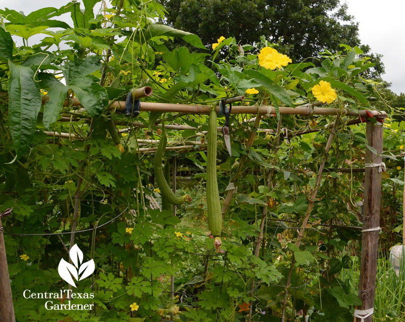 luffa gourd Festival Beach Community Garden Central Texas Gardener