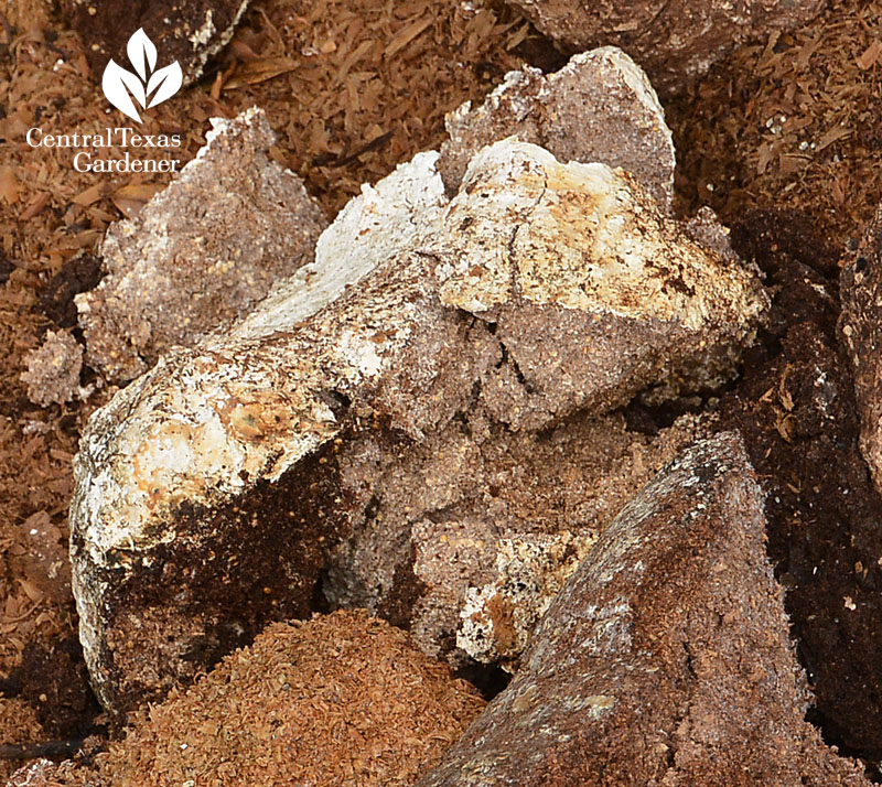 mushroom mycelium Central Texas Gardener