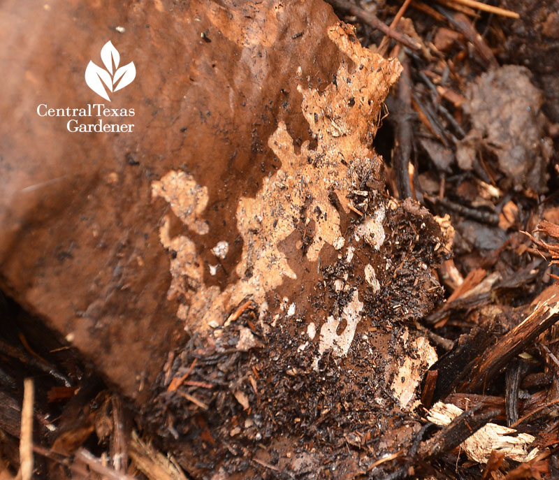 mycelium growing on cardboard and mulch Central Texas Gardener