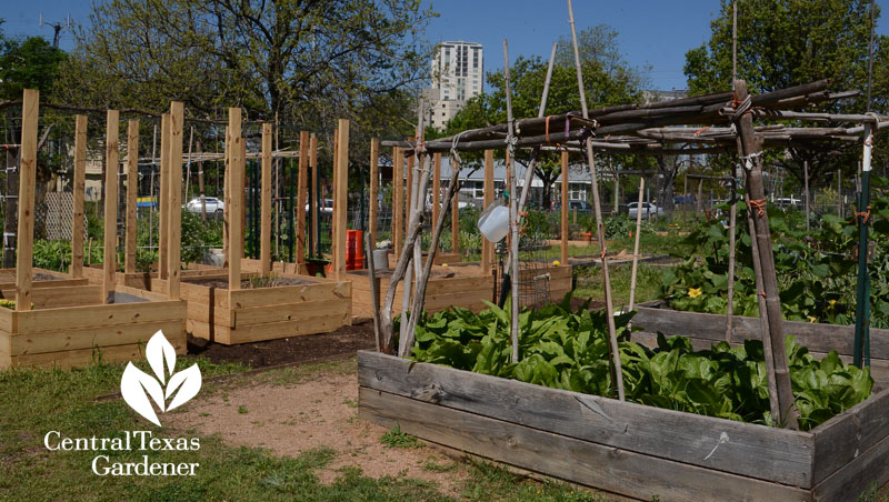 raised beds under construction Festival Beach Community Garden Central Texas Gardener