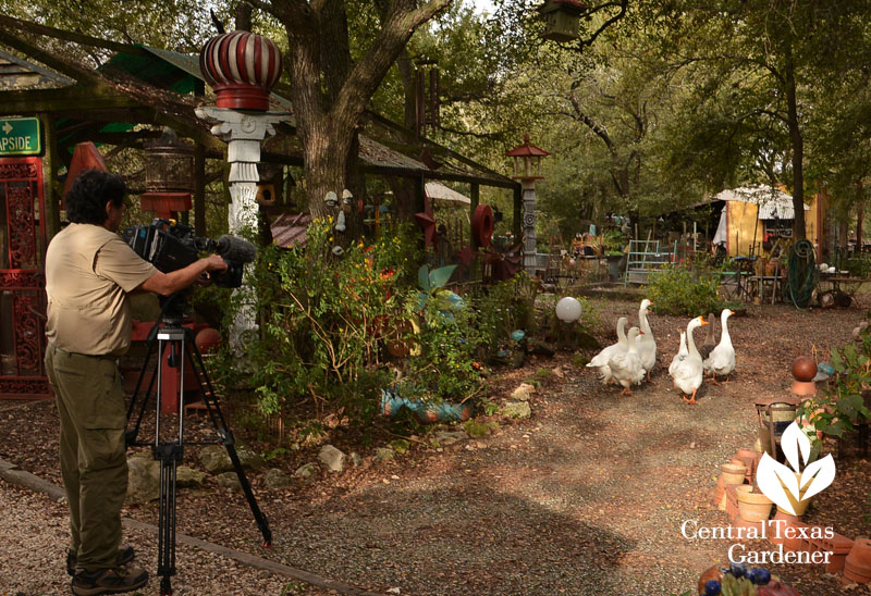 rescued geese in new artistic home Central Texas Gardener