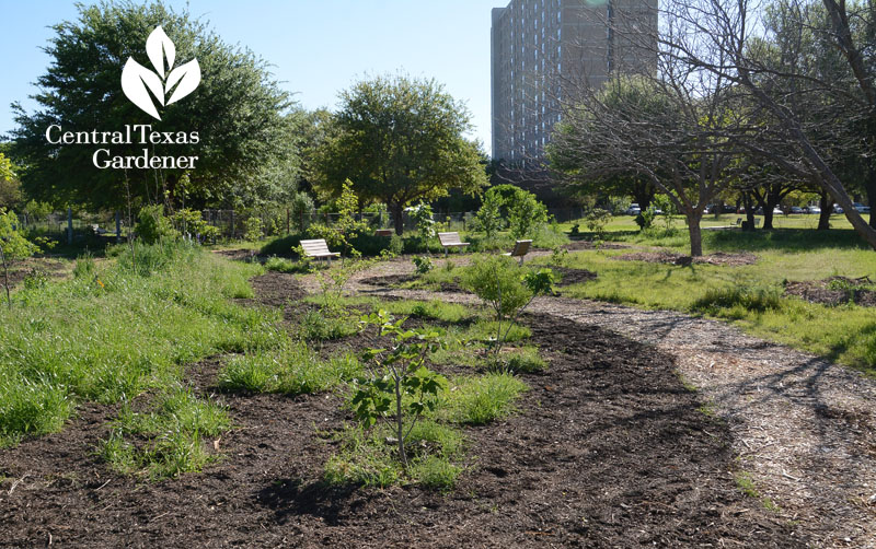 Festival Beach Food Forest Central Texas Gardener