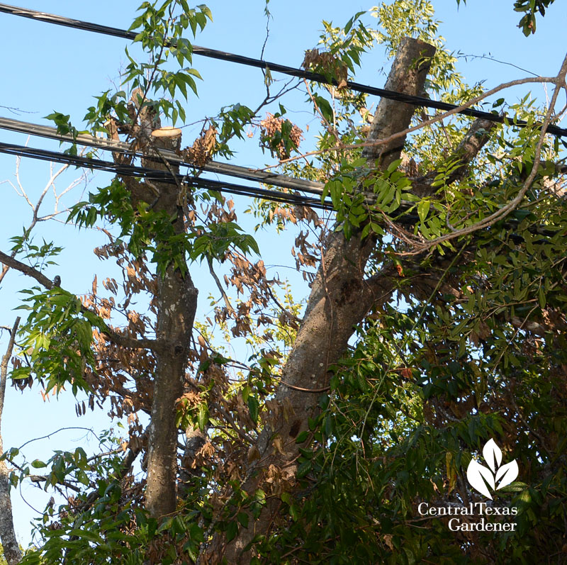 tree limb on power line Central Texas Gardener