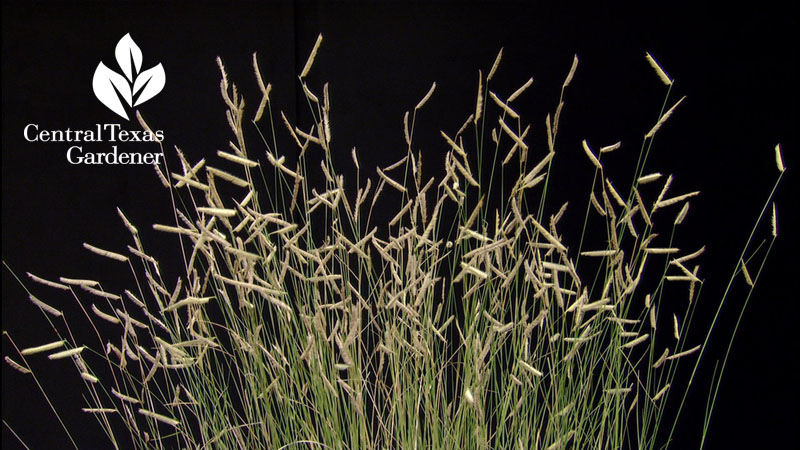 Blonde Ambition Blue Grama grass Central Texas