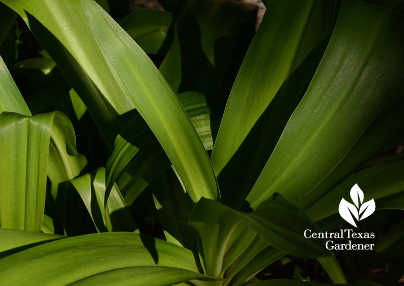 crinum foliage Central Texas Gardener