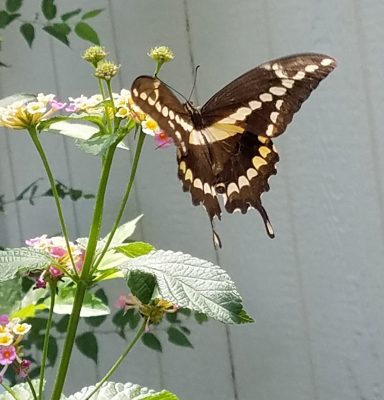 Wildlife Plants from Viewers