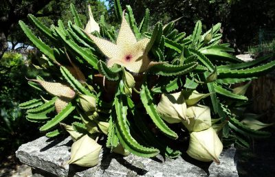 Carrion Plant