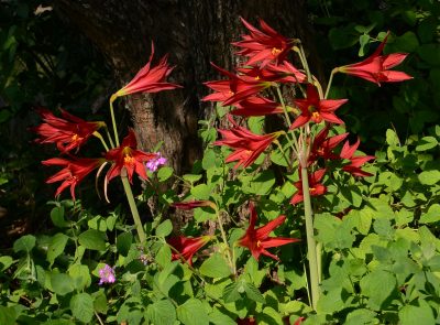 Dividing Bulbs