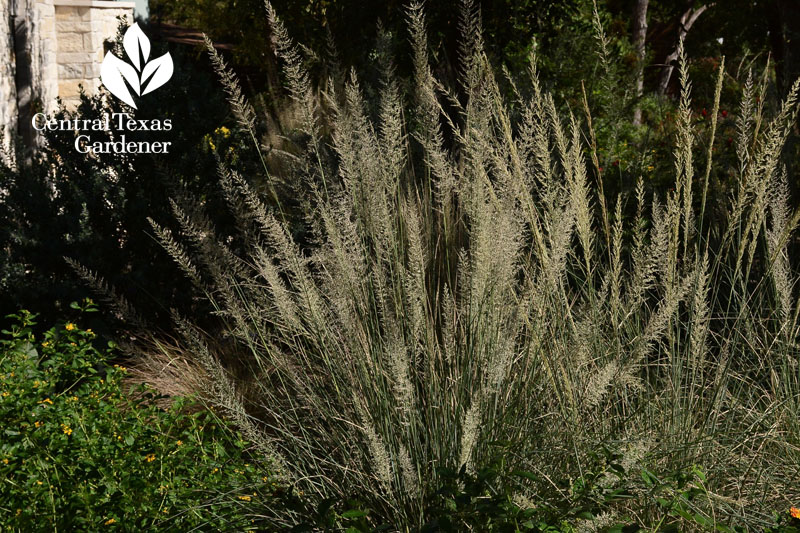 Lindheimer muhly seed heads Central Texas Gardener