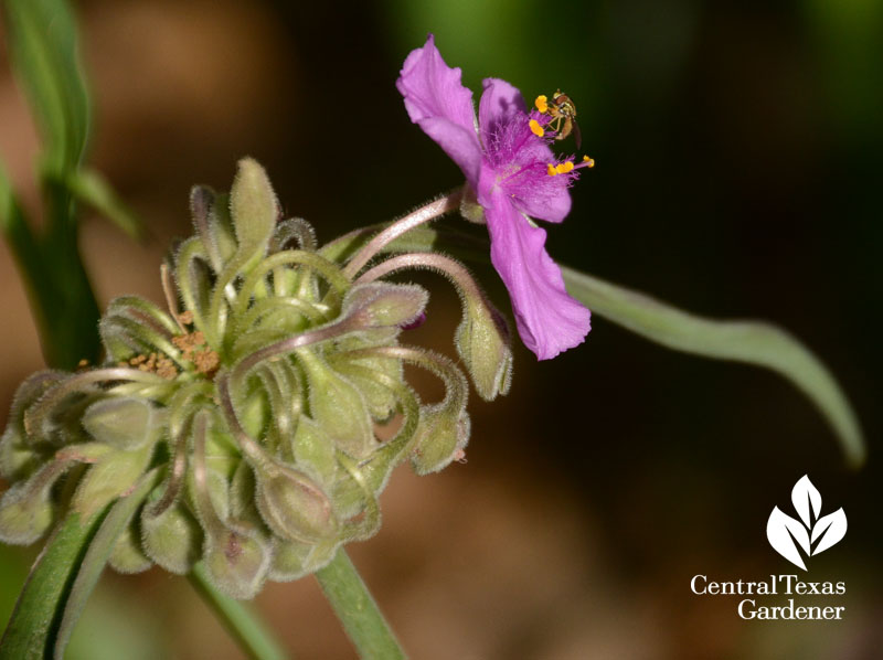 bee on Spiderwort gigantea Central Texas Gardener