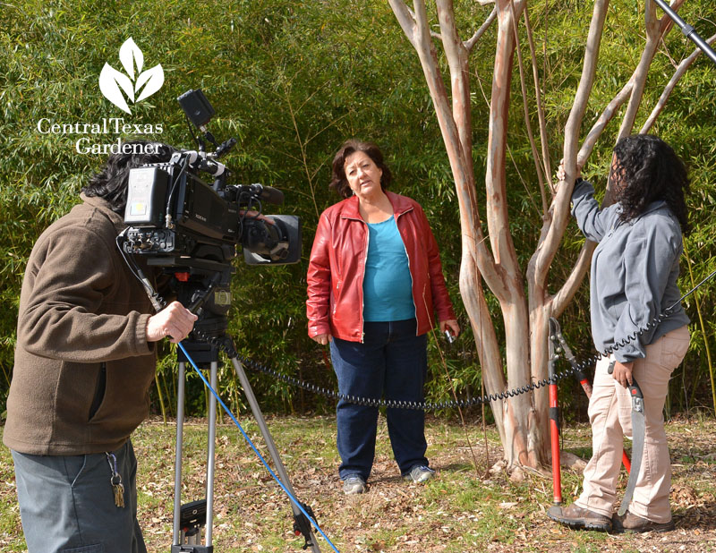 women and camera operator at crape myrtle tree