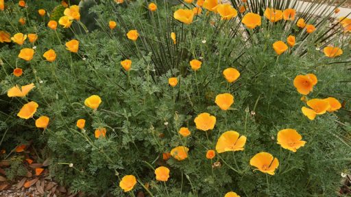 California poppy