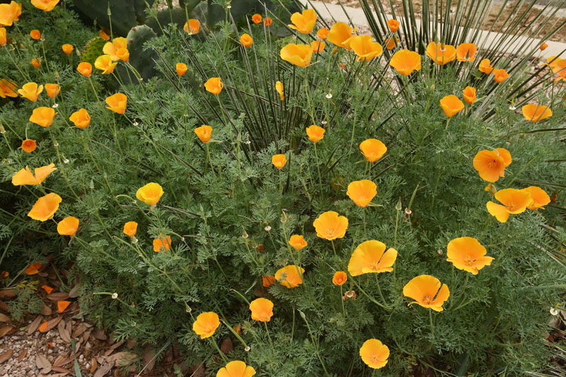 California Poppy Central Texas Gardener