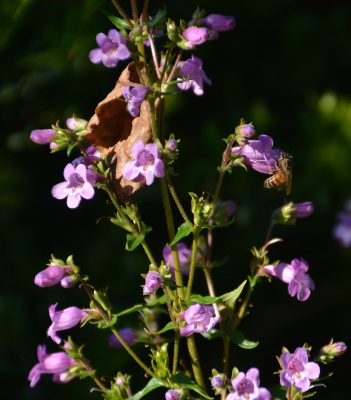 Penstemon